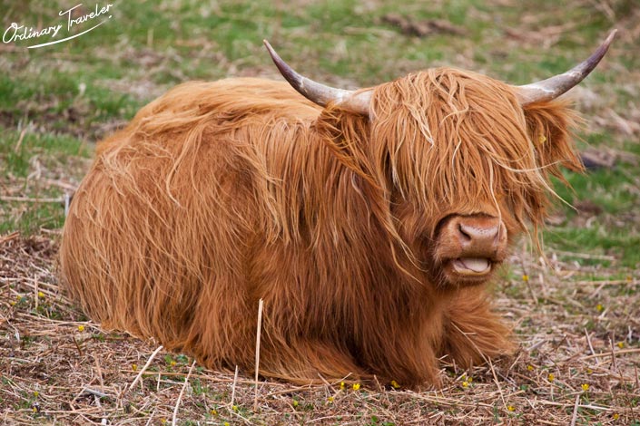 heilan Coo Scotland