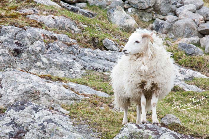 Barra Island Hebrides Scotland Wildlife