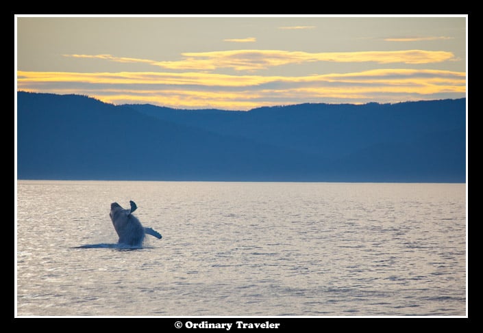 Whale Watching in Southeast Alaska with Un-Cruise Adventures