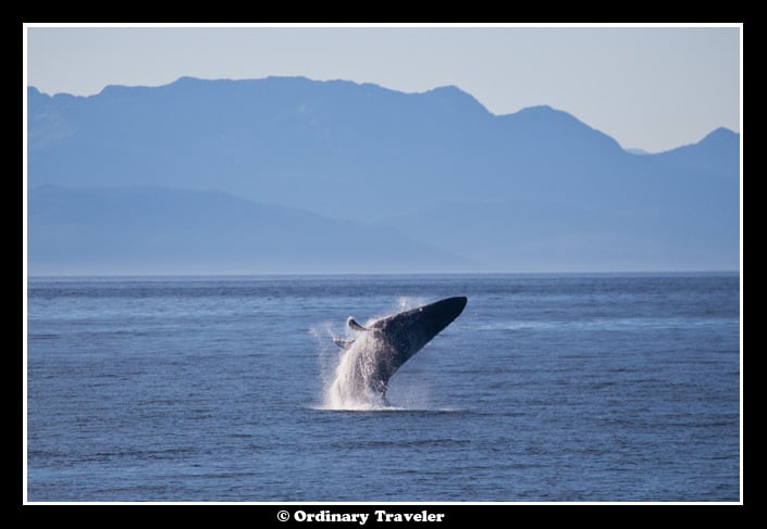 Whale Watching in Southeast Alaska with Un-Cruise Adventures