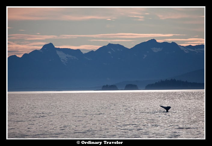 Whale Watching in Southeast Alaska with Un-Cruise Adventures