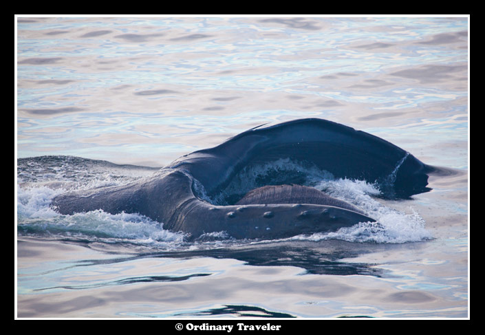 Whale Watching in Southeast Alaska with Un-Cruise Adventures