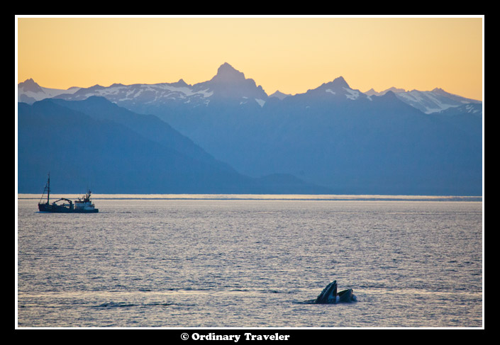 Whale Watching in Southeast Alaska with Un-Cruise Adventures