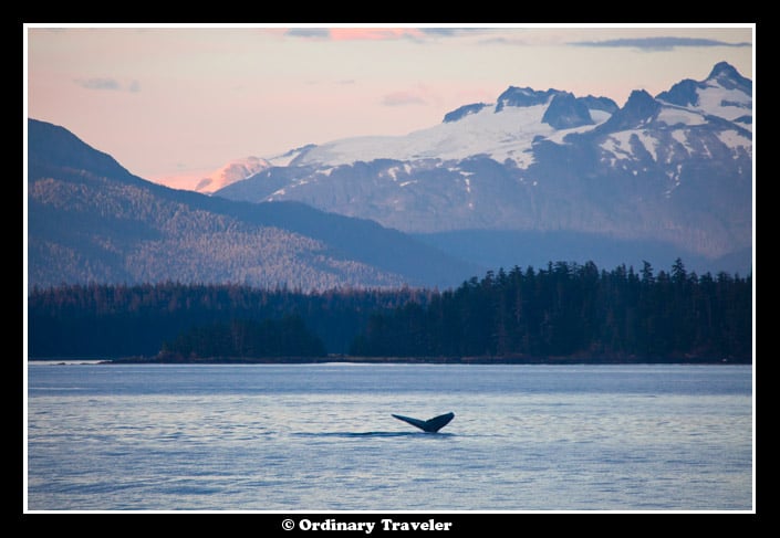 Whale Watching in Southeast Alaska with Un-Cruise Adventures