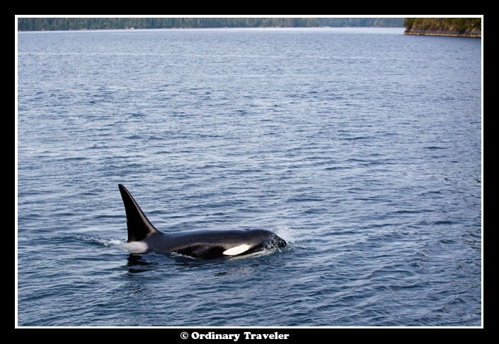 Whale Watching in Southeast Alaska with Un-Cruise Adventures