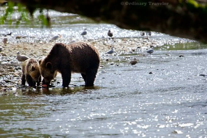 A Day With Wild Grizzly Bears in Glendale Cove, British Columbia