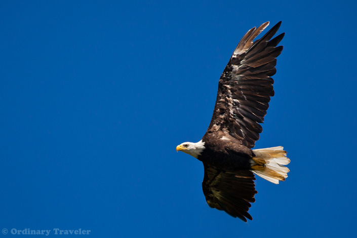 See What You're Missing in Southeast Alaska