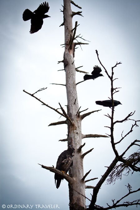 Port Hardy Crows and Bald Eagle