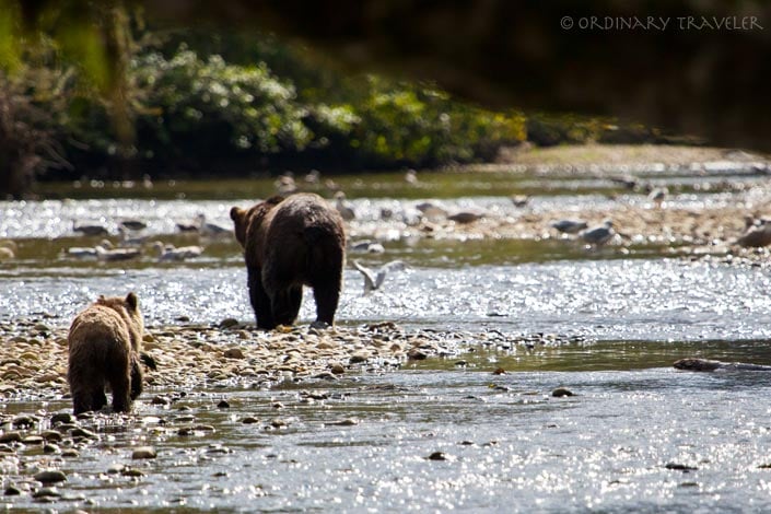 Grizzly Bears in Glendale Cove, North Vancouver Island