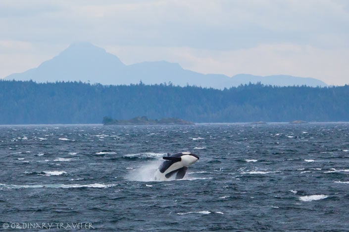 Orca Breach in Telegraph Cove, Vancouver Island