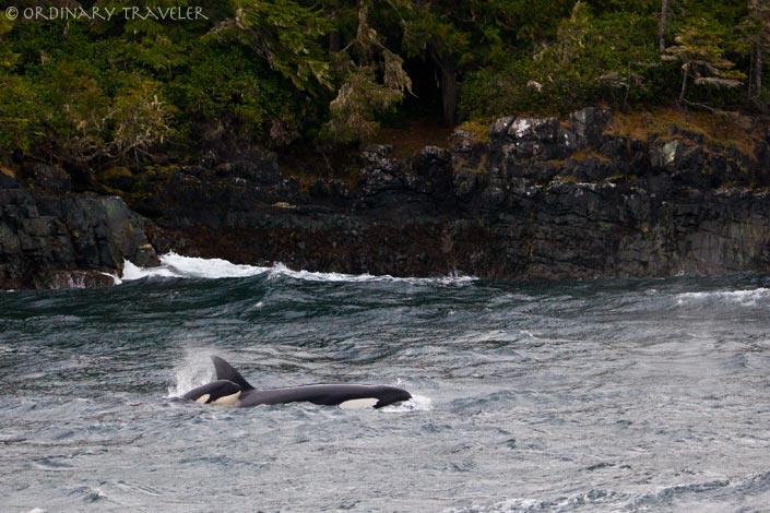 Orcas in Telegraph Cove, North Vancouver Island