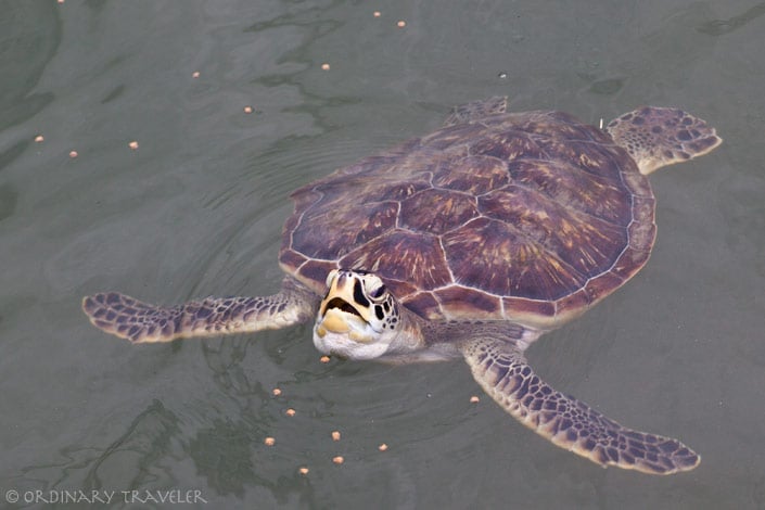 Turtle Hospital in Marathon, Florida