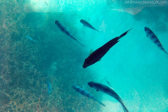 Snorkeling at Blue Bay Mauritius