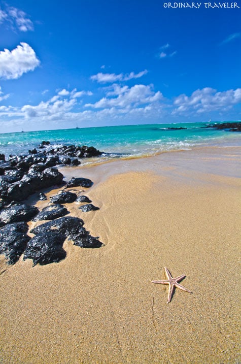 Starfish at Ile aux Cerfs in Mauritius