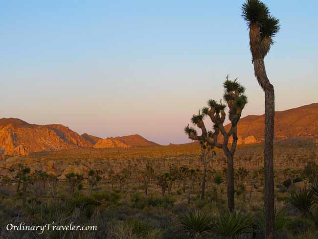 Our Brush with Death in Joshua Tree National Park
