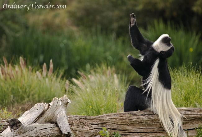 San Diego Wild Animal Park Colobus Monkey