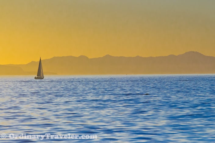 Our Experience Watching Orcas Attack Gray Whales & Dolphins