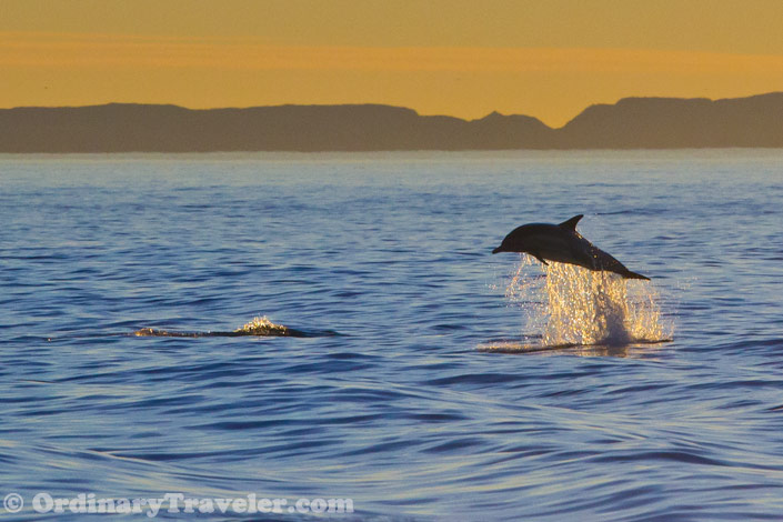 Our Experience Watching Orcas Attack Gray Whales & Dolphins