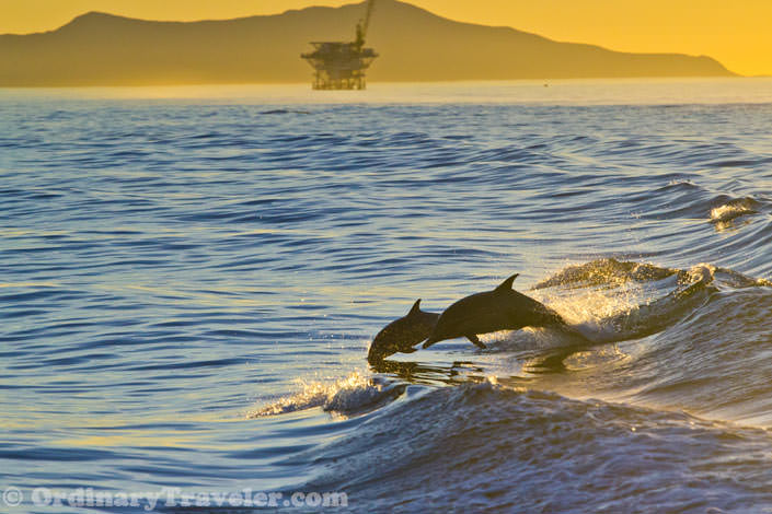 Our Experience Watching Orcas Attack Gray Whales & Dolphins