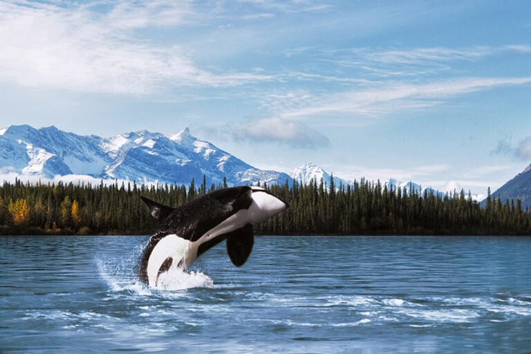 8 Bucket List Experiences You Don’t Want to Miss in Alaska