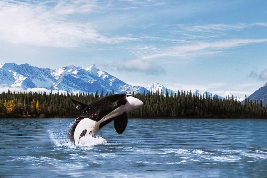 8 Bucket List Experiences in Alaska