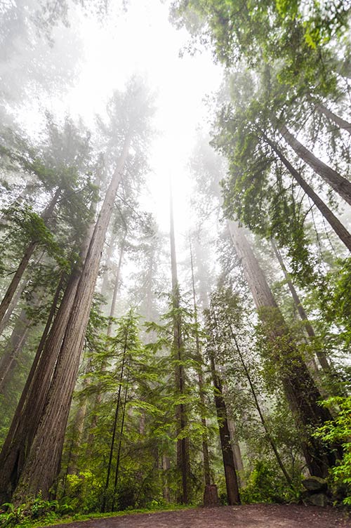redwoods national park redwood trees