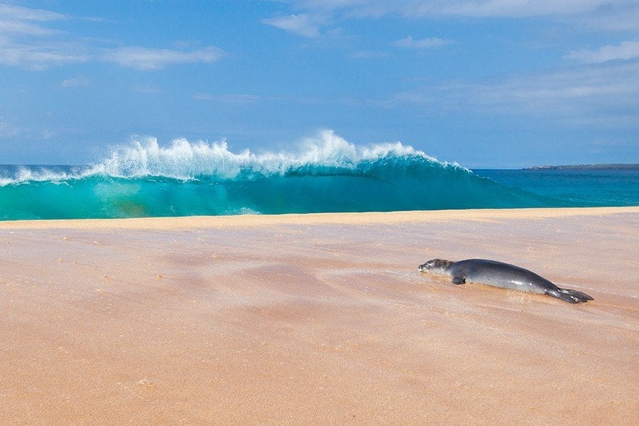 Christmas in Hawaii