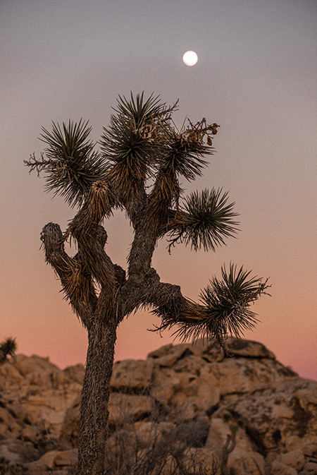 Camping In Joshua Tree (When To Go & The Best Campgrounds)