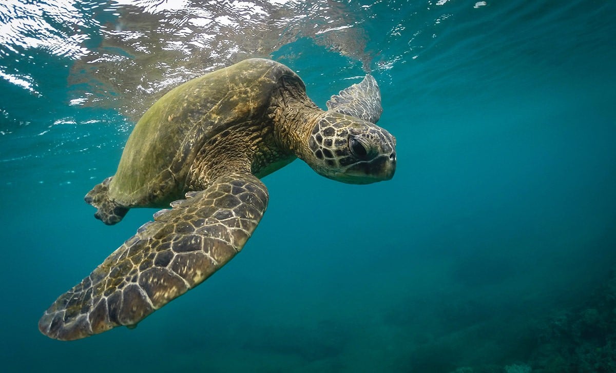 turtle swimming in maui