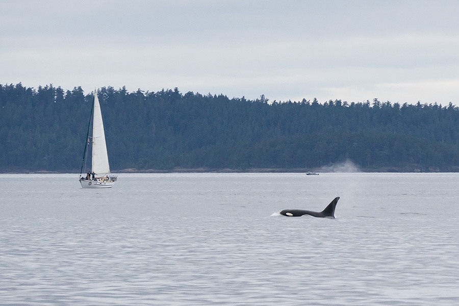 The Best Things to Do On San Juan Island, Washington