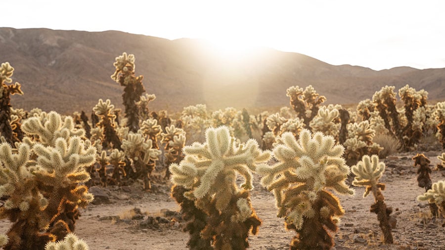 Camping In Joshua Tree (When To Go & The Best Campgrounds)