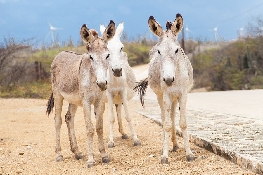 Bonaire Travel Guide And Packing Tips