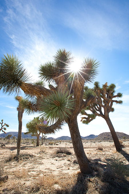 Camping In Joshua Tree (When To Go & The Best Campgrounds)