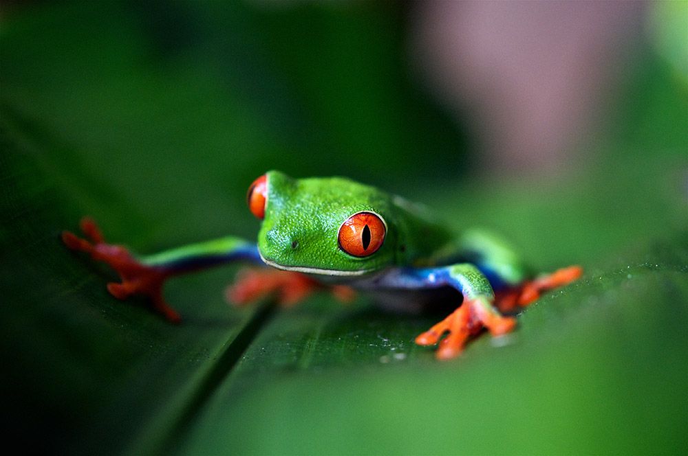 Pura Vida: Road Trip Guide to Costa Rica's Pacific Coast