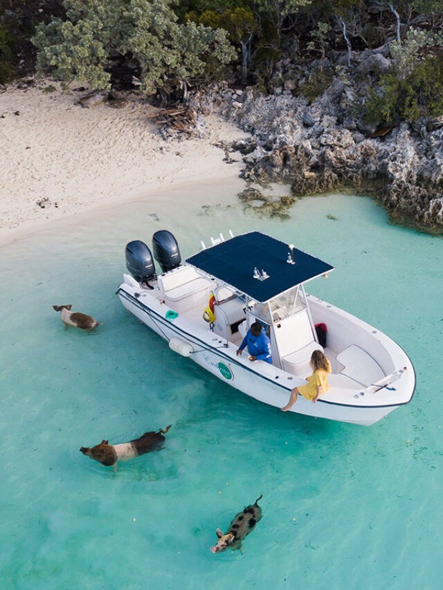 How To Swim With Pigs In The Bahamas At Pig Beach Story