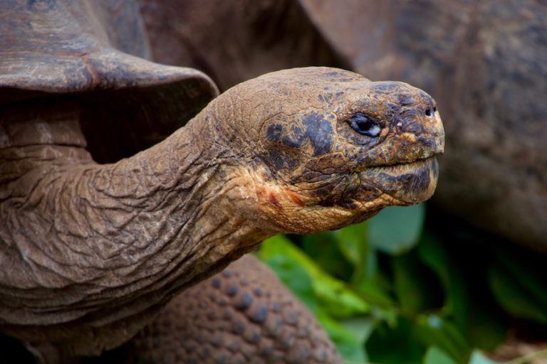 Galapagos Islands Travel Tips: Everything You Need to Know