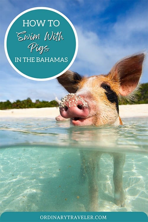 Swim With Pigs In The Bahamas At Pig Beach