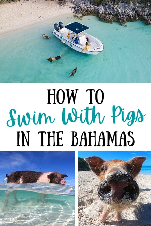 How To Swim With Pigs In The Bahamas: Must-Know Tips