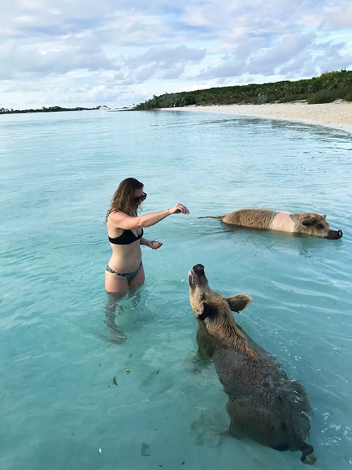 How To Swim With Pigs In The Bahamas