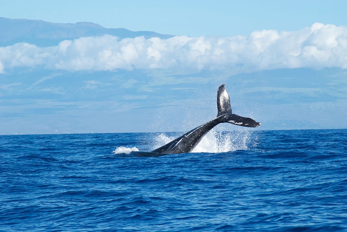 whale tail in Maui, Hawaii