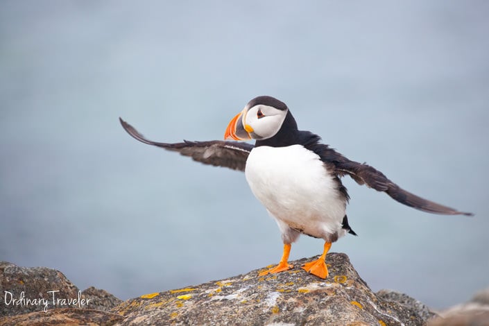 How To See Puffins In Elliston, Newfoundland In Canada