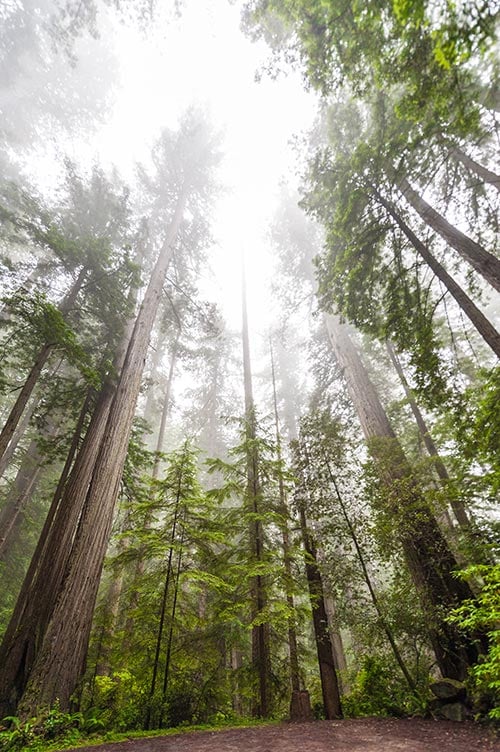 california's redwood national park trees