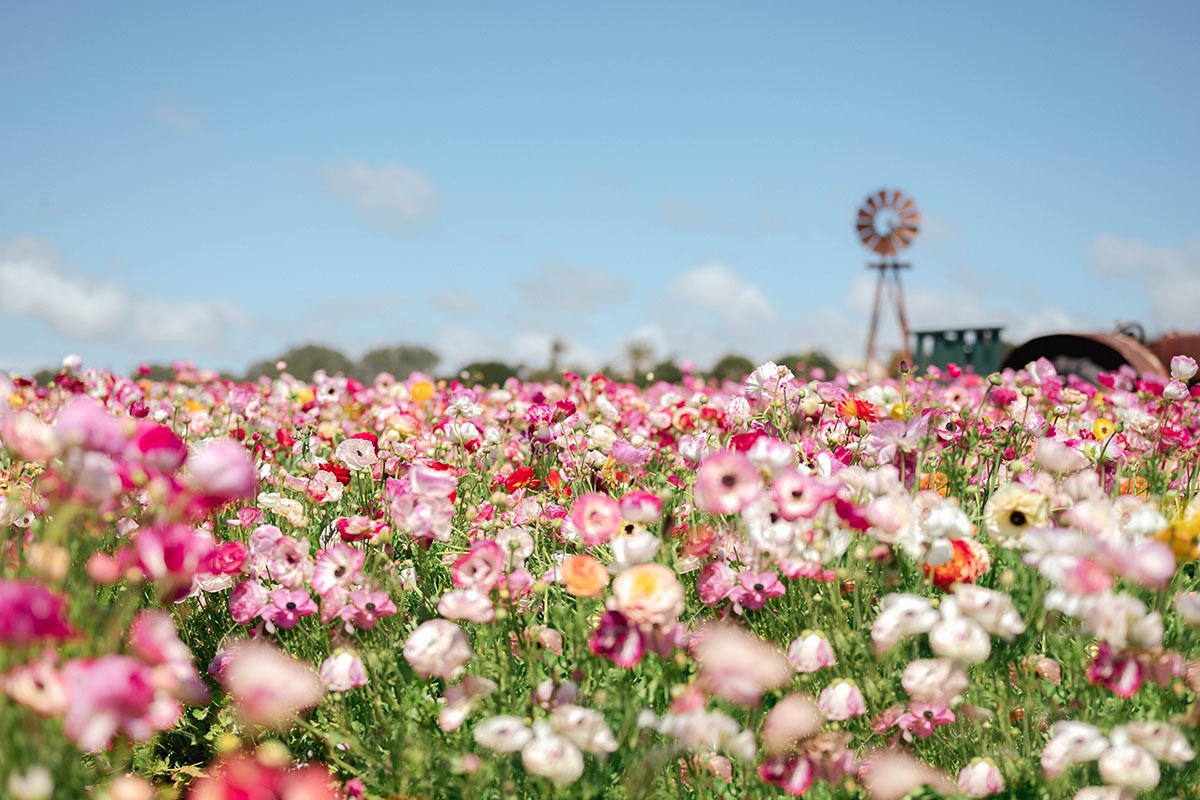 Carlsbad Flower Fields San Diego