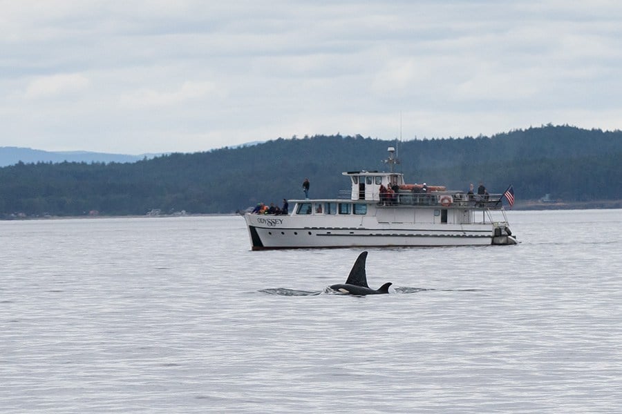 Whale Watching on San Juan Island, Washington