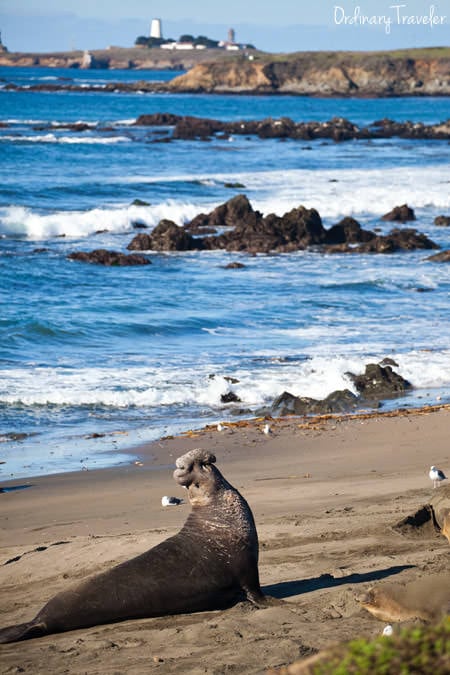 Elephant Seal Rookery Central California 