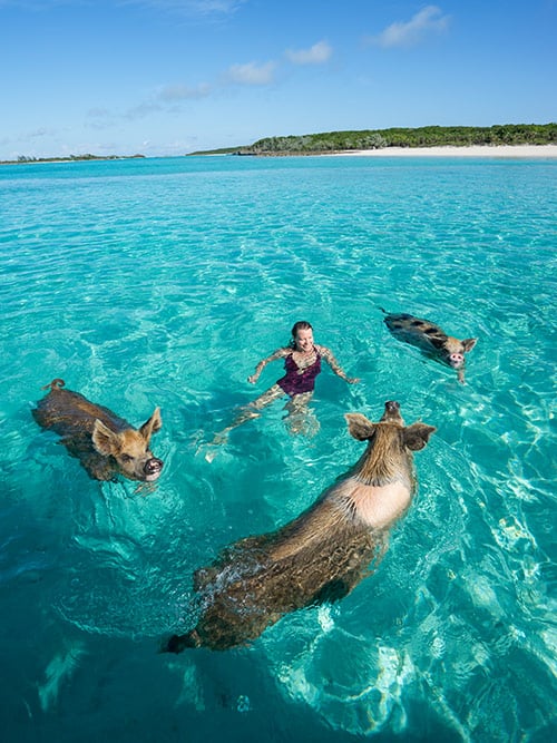 How To Get To Pig Beach In The Bahamas