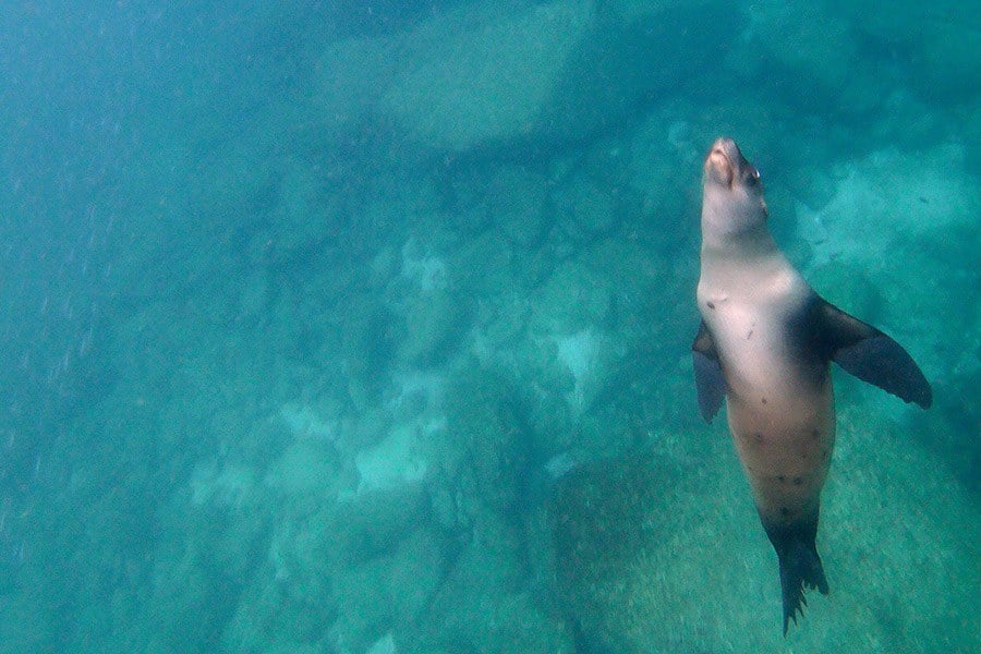 Los Islotes - Swim with Sea Lions in Baja, Mexico