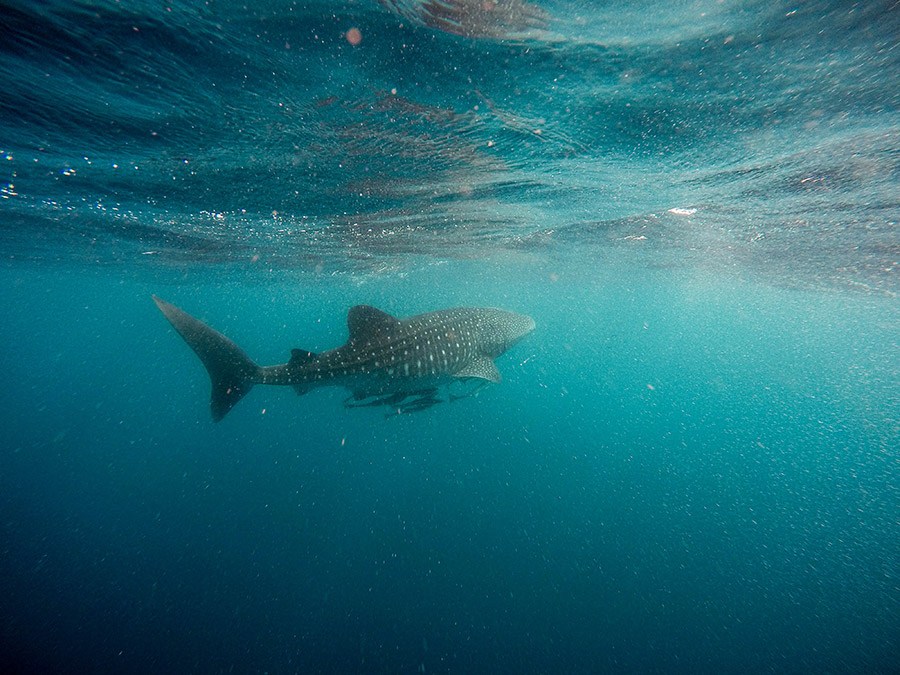 Swimming with Whale Sharks in La Paz, Mexico