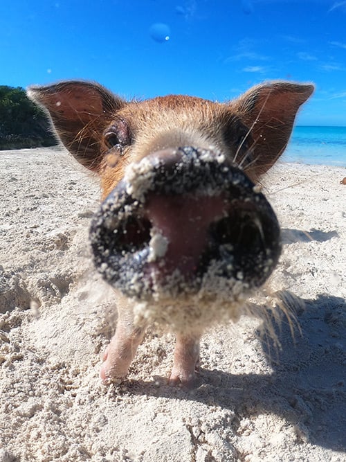 How To Swim With Pigs In The Bahamas: Must-Know Tips