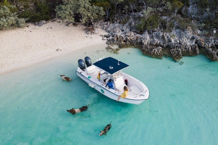 How To Swim With Pigs In The Bahamas At Pig Beach (2024)